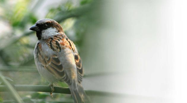 sparrow